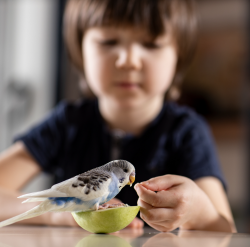 Enfant qui nourrit sa perruche