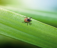 Tique pouvant causer la maladie de Lyme