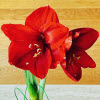 Amaryllis belladone