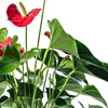 Anthurium