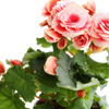 Bégonias