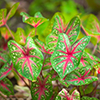 Caladium ou oreille d’éléphant