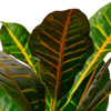 Croton ou codier