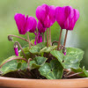 Cyclamen de Perse