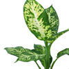 Dieffenbachia
