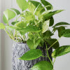 Epipremnum ou pothos
