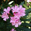 Laurier-rose