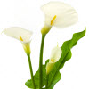 Lis calla