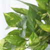 Philodendron