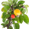 Piment décoratif