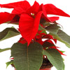 Poinsettia