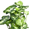 Syngonium