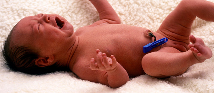 The umbilical cord
