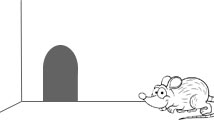 Bébé souris cherche un ami