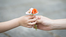 Ne tirez pas sur les fleurs